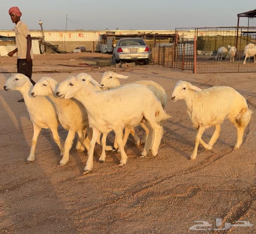 رخال حريات صنف 6 بالفحل منوة القناي((تمم البيعع))64358972521858110