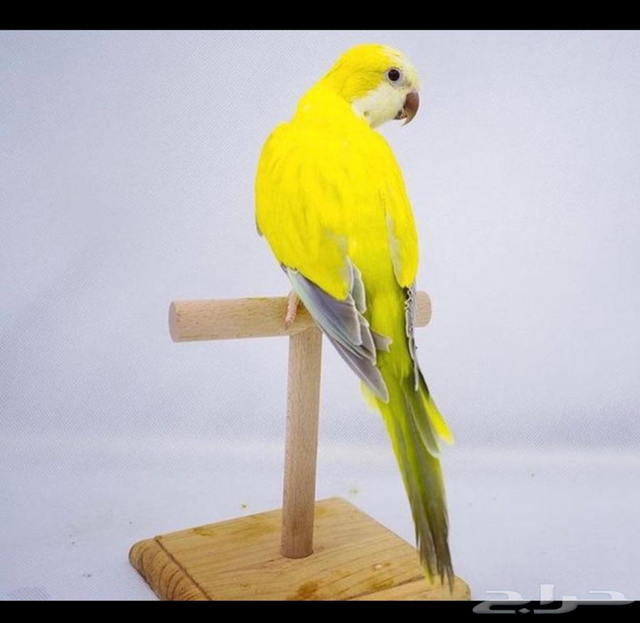 فروخ كويكر كروس اوفر64359030129027111