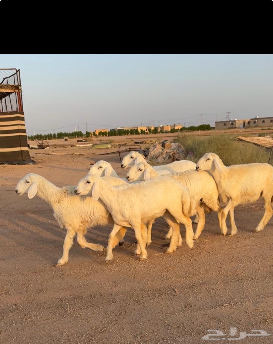 رخال حريات صنف 6 بالفحل منوة القناي((تمم البيعع))64358972521858114