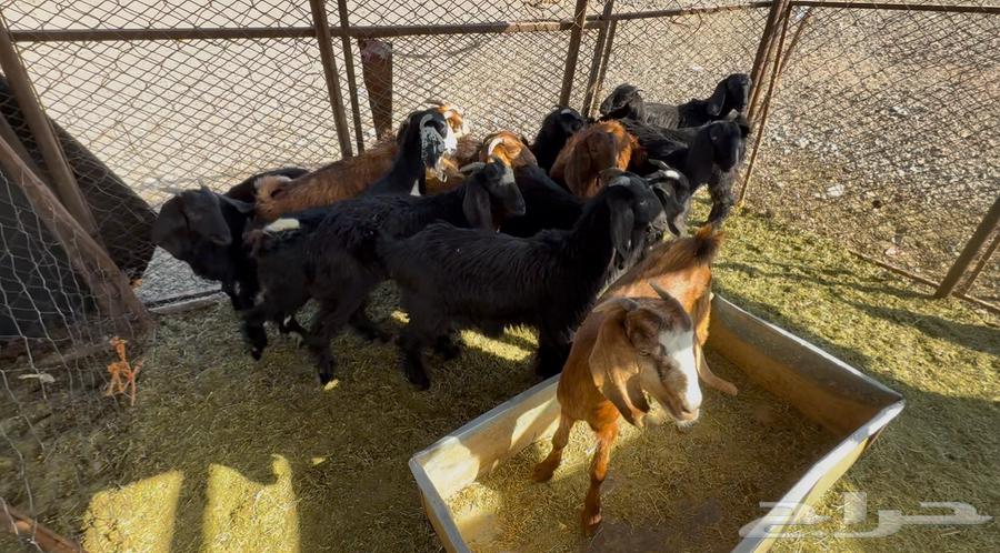 للبيع تيوس وجفار بريه64362363525891110