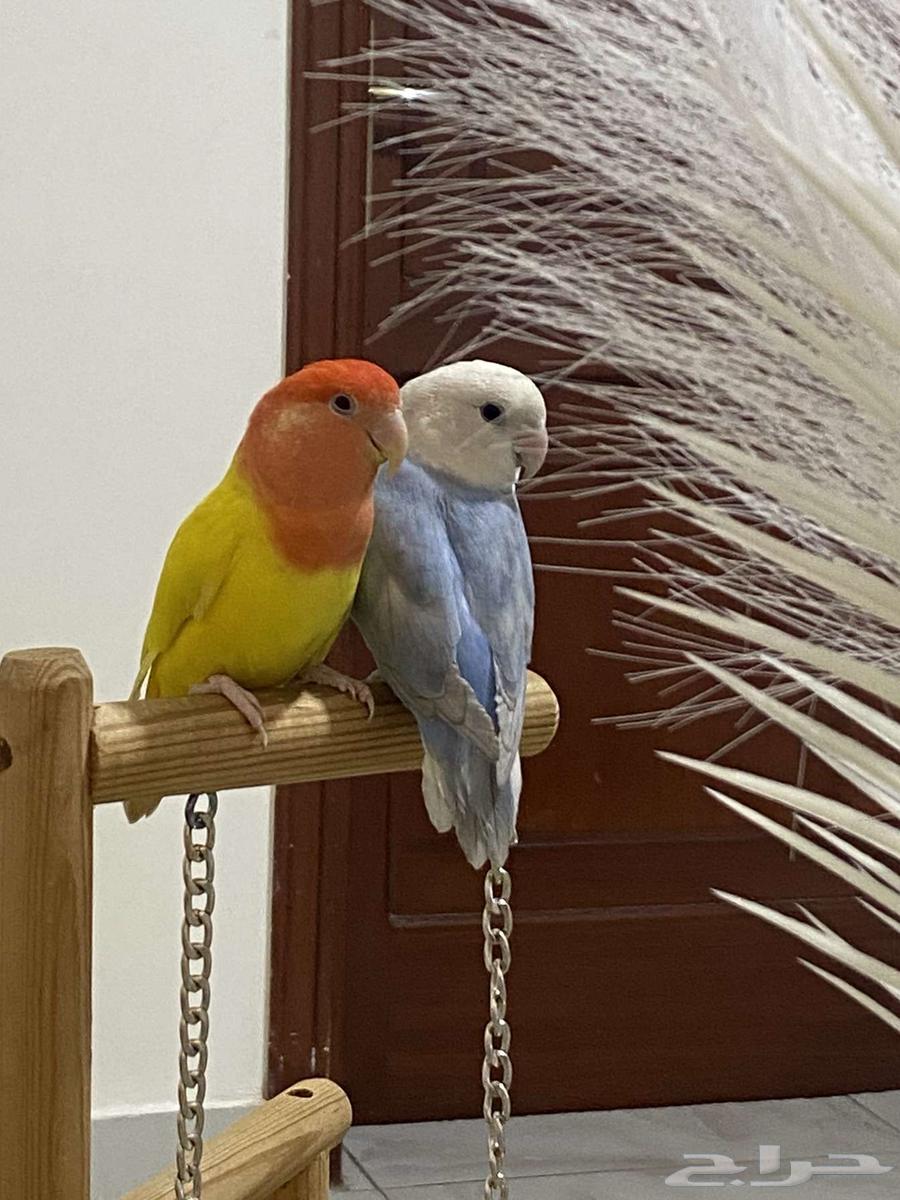 طير روز اليف64354740235905113