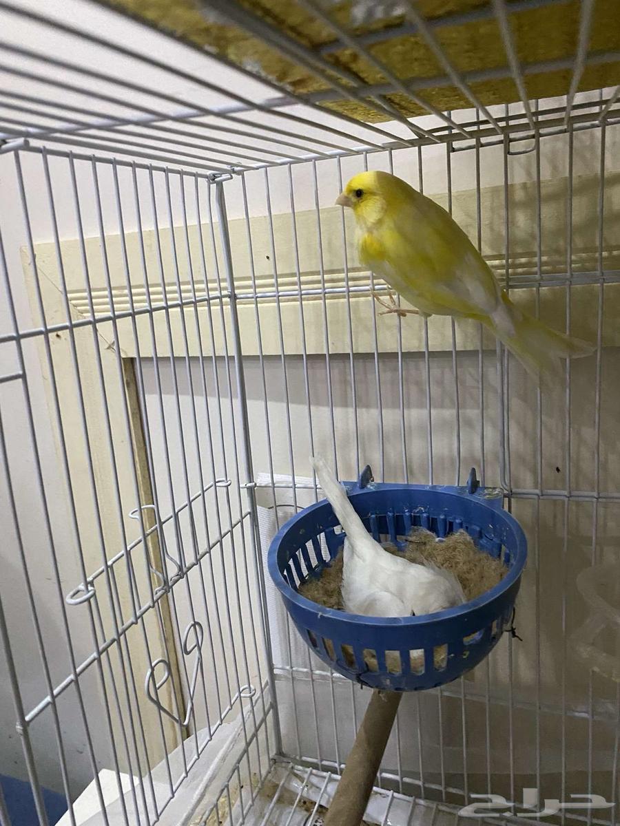 زوج كناري للبيع تحته بيضتين64355347930625111