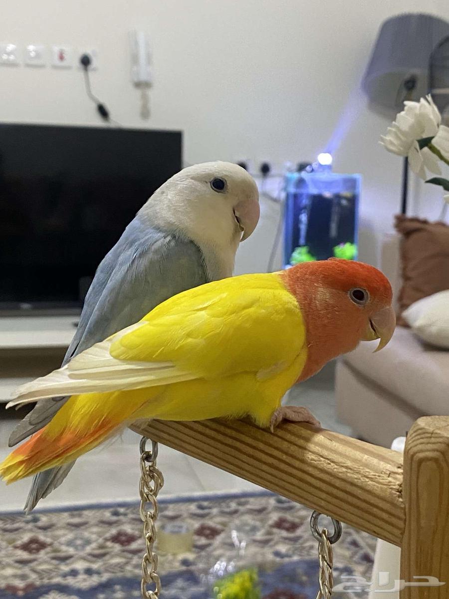 طير روز اليف64354740235905111