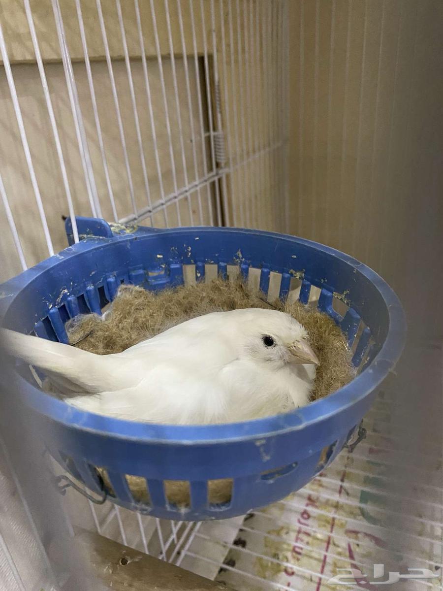 زوج كناري للبيع تحته بيضتين64355347930625112