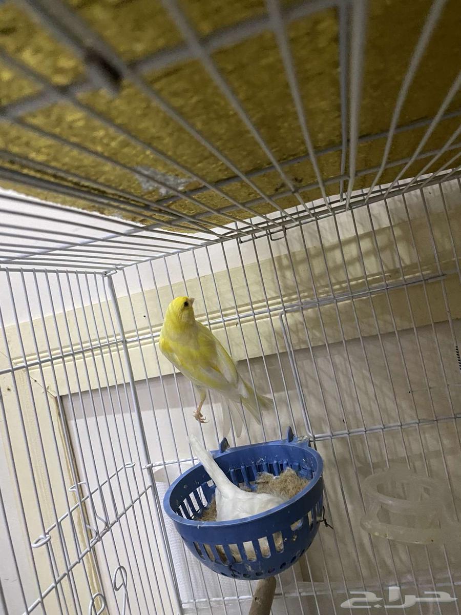 زوج كناري للبيع تحته بيضتين64355347930625113