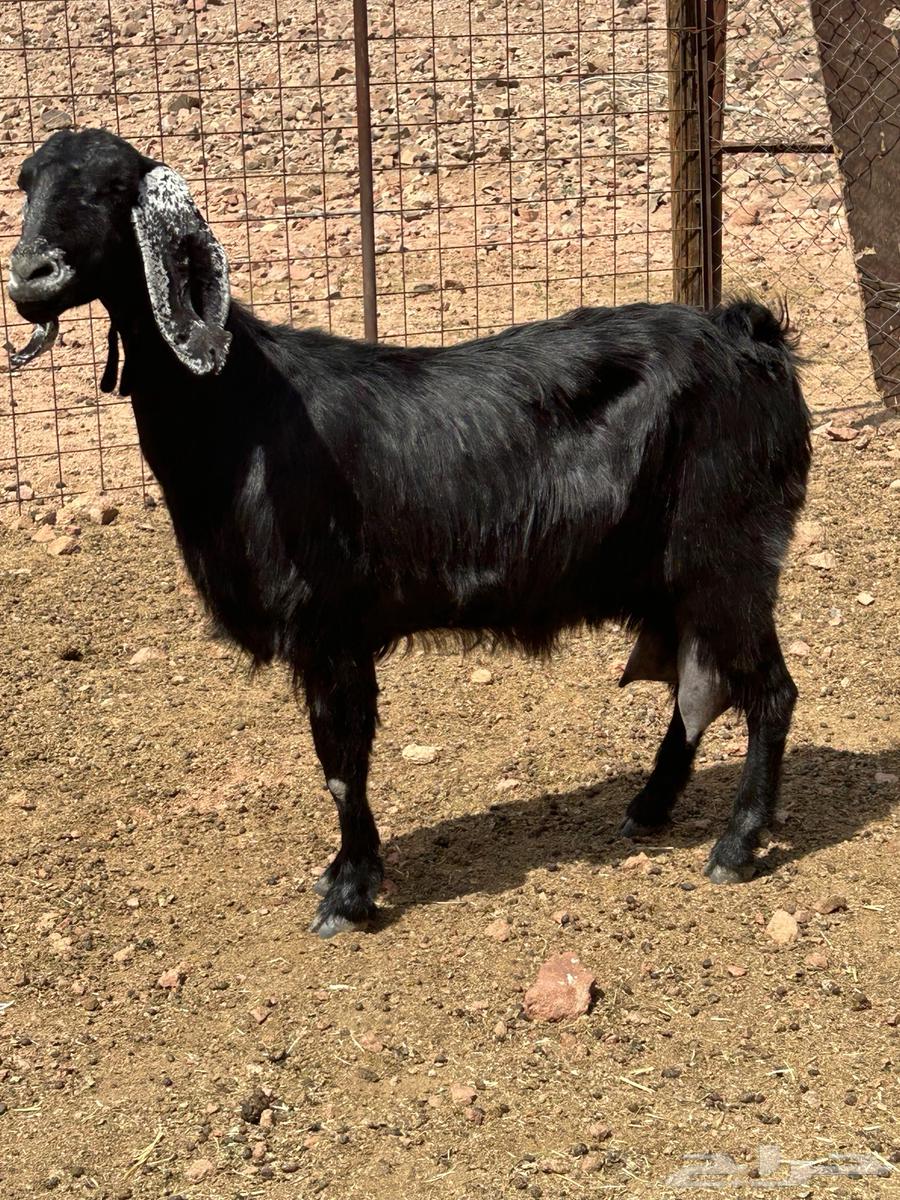 عنز حليب للبيع64356617077506111