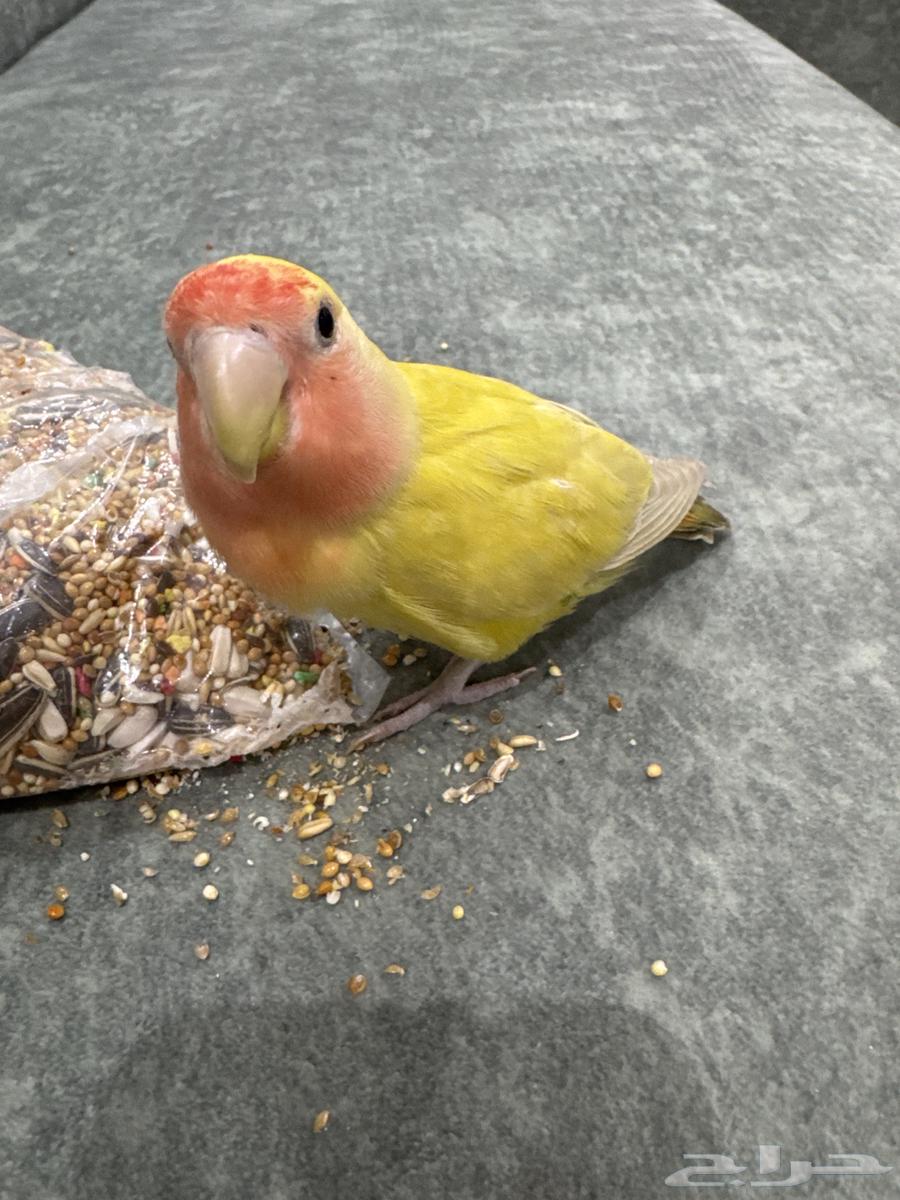 Rose Bird63935997218817111