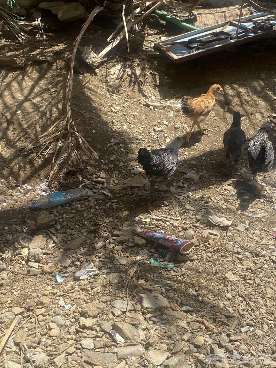 للبيع دجاج فروخ64355068023937110