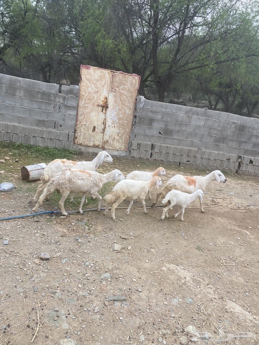 للبيع 3 ضان تحتها 364351457029761110