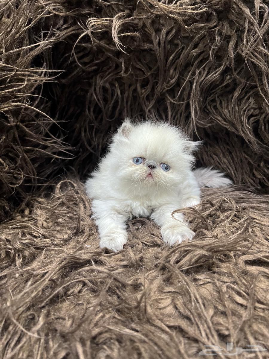 راغدول بيكي فيس بيرشن64354534346882110