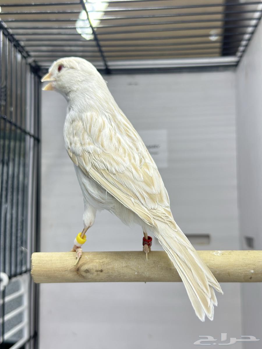 ذكر كناري للبيع64357674448770112