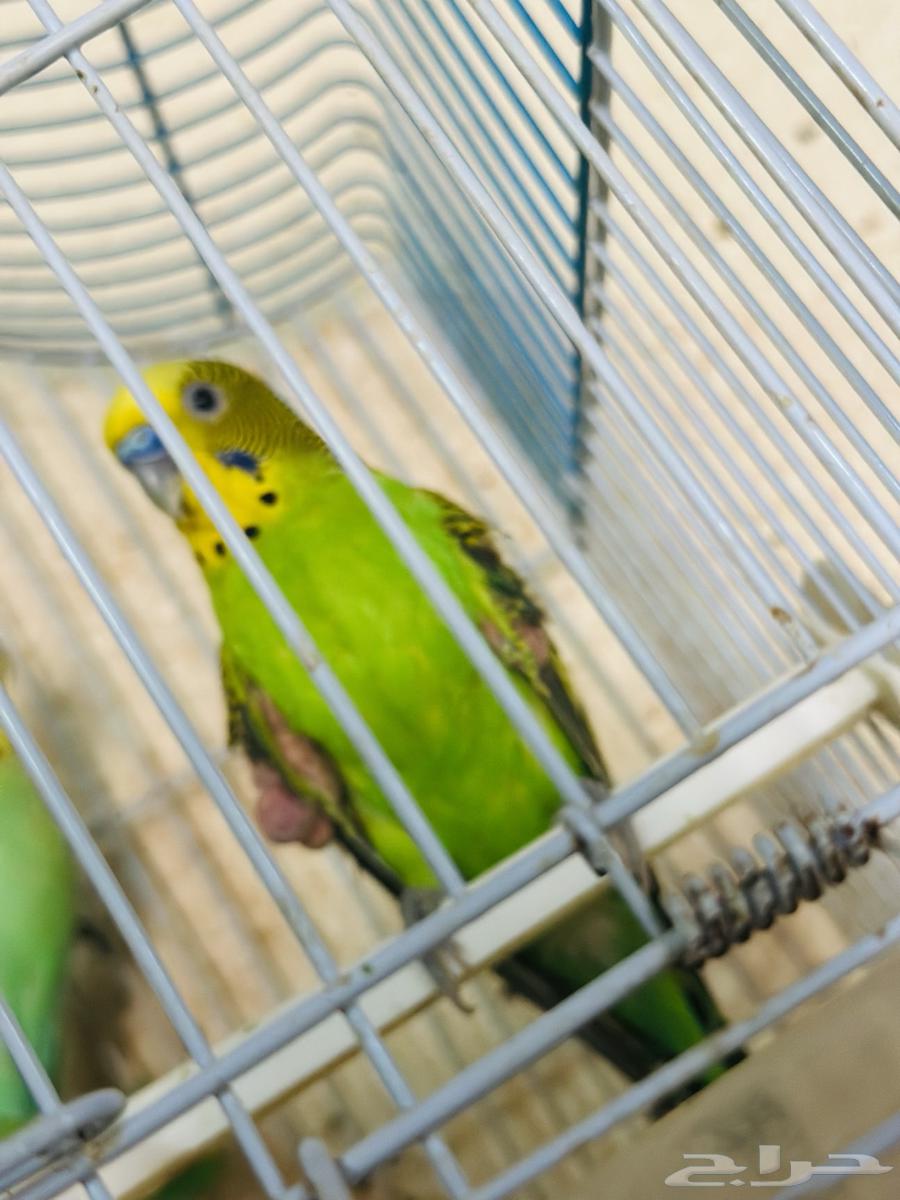 طيور الحب64357291476865110