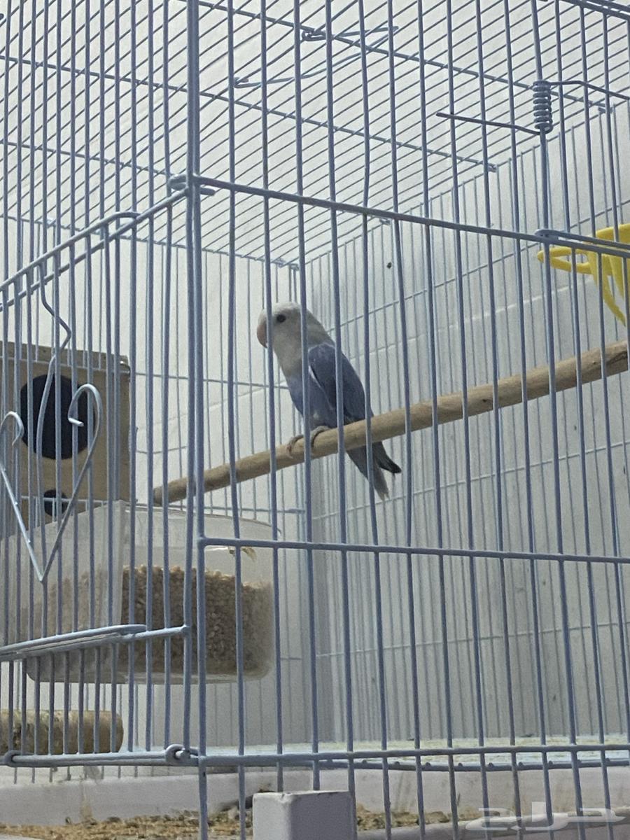 زوج روز مع فرخها64355435689729111