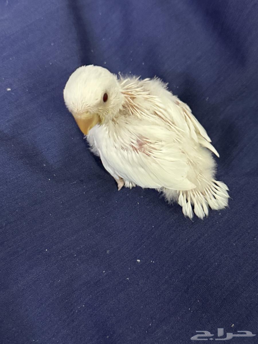 فرخ روز البينو64354504038018113