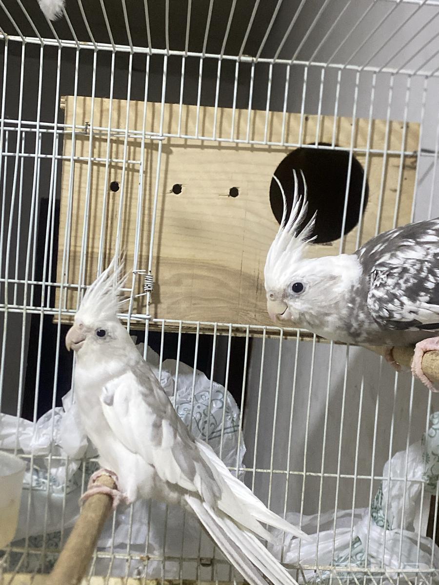 زوج كروان للبيع64351153786882110