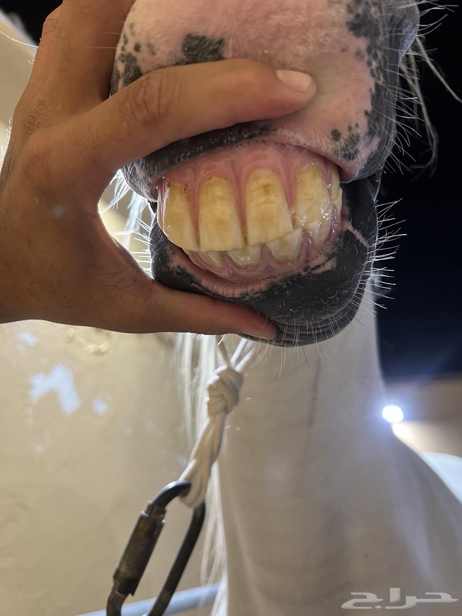 حصان شعبي64349140497025113