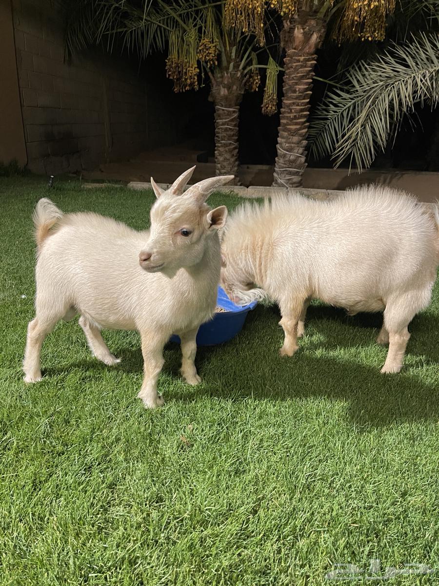 للبيع تيس قزمي أصل عدد 264361238815873113