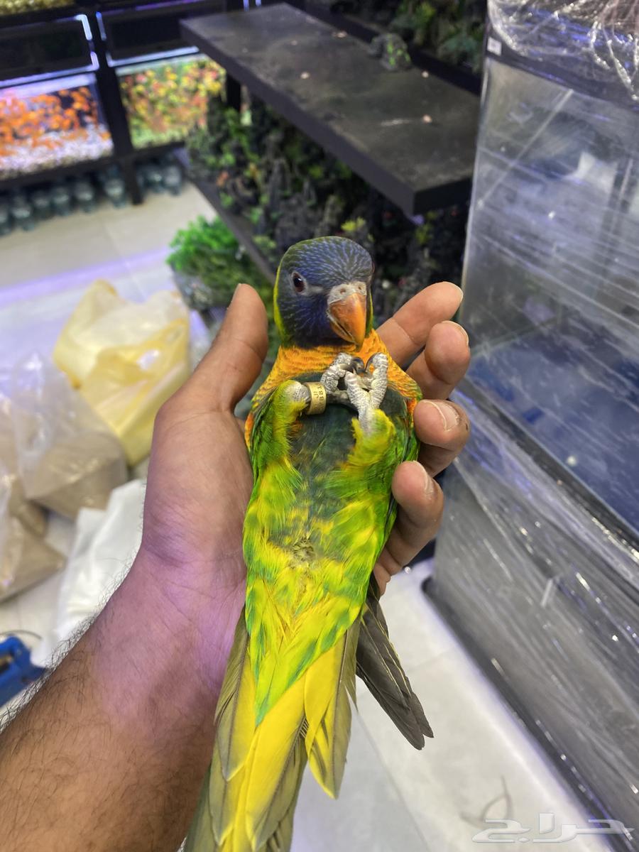 ببغاء اللوري اليف وهدد64356836136707110