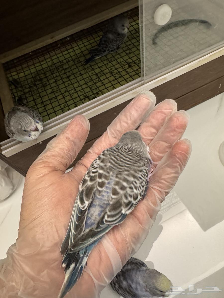 فروخ طيور الحب بادجي64360594611458111