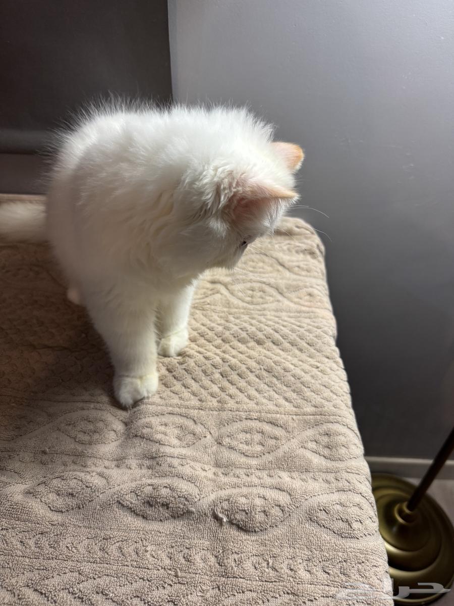 تبارك الله كيتين بيكي فيس للبيع64361459000450113