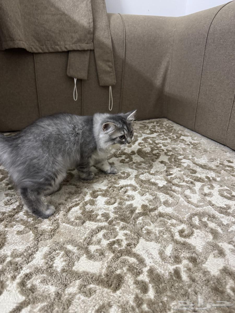 قطط شيراز للبيع64360944244738110