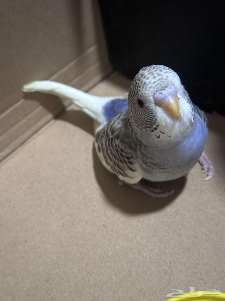 Faroukh Badji64355201445890110