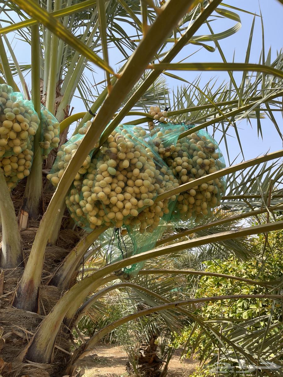 Fresh and dry dates for sale64356004706433113