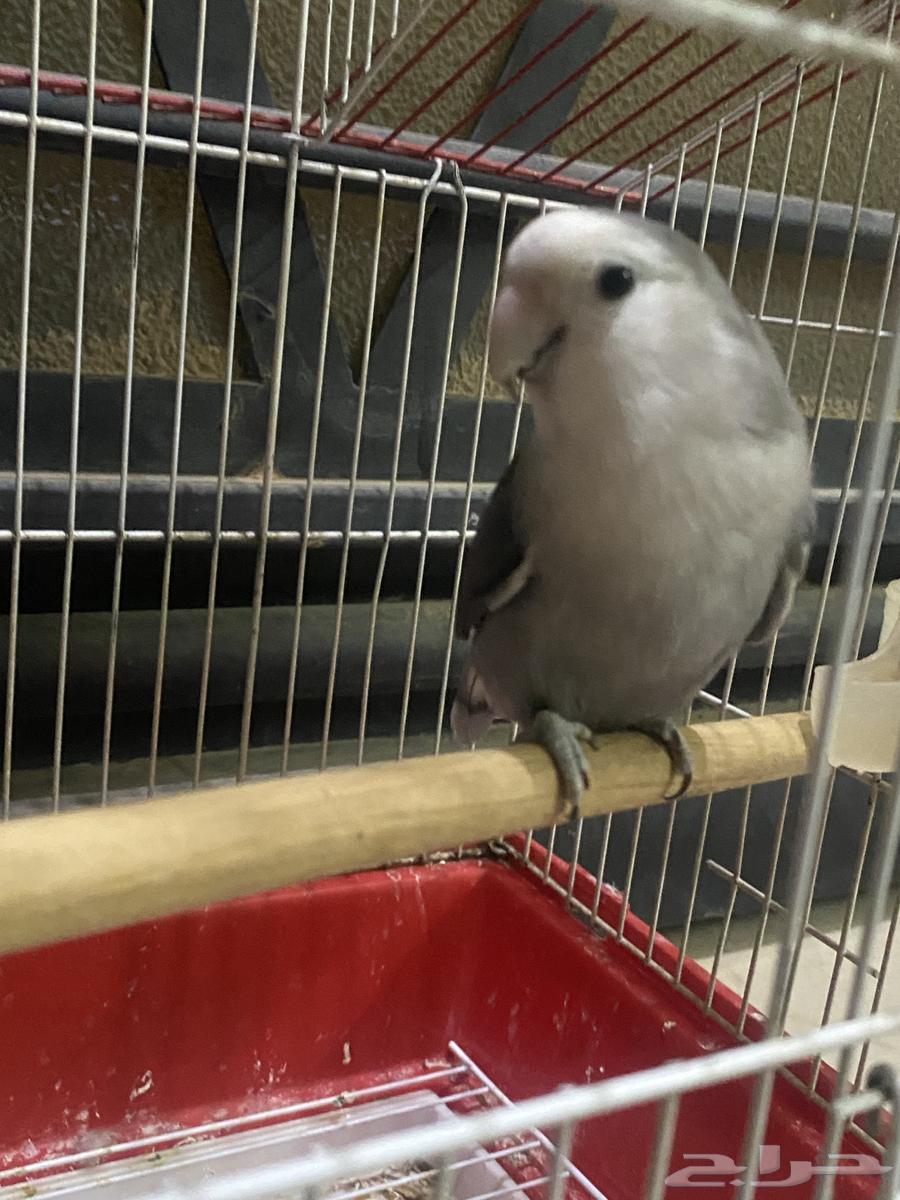 اللبيع .روز نوع الطير  روز العدد 264350659872003113