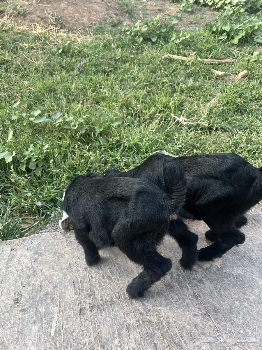 Two goats less than a month old and a little more64357806669441112