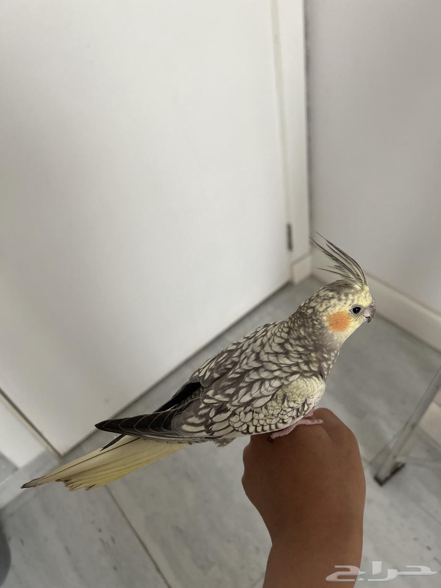 Crown is aggressive and tame, almost four and a half months old and likes to be scratched64352673570563112