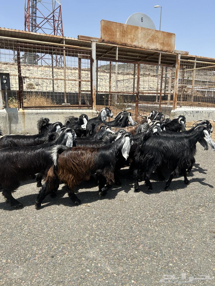 Goat Breed Defects64354925608706113