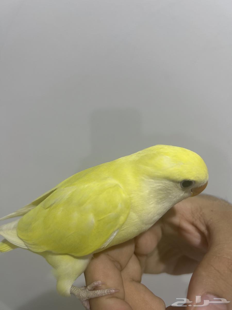 Two Rooster Lemon Face and Little64141910997634111