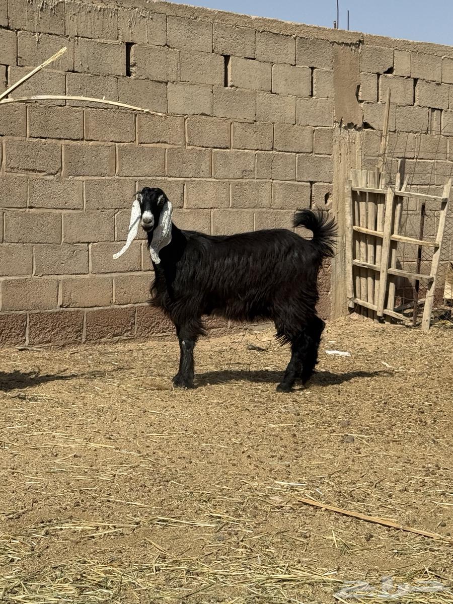 للبيع جذعه عارضيه طيبه64359274557057110