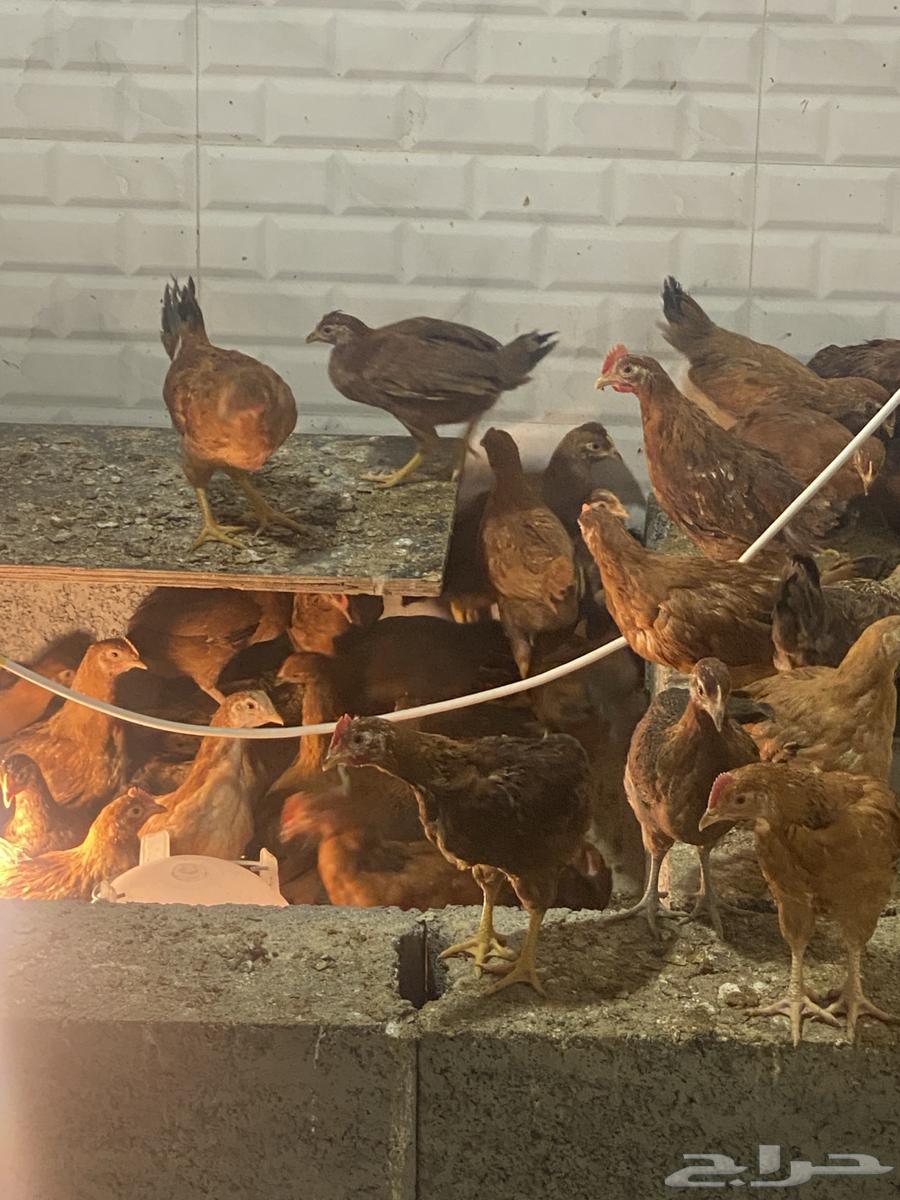 صوص فرنسي للبيع64358381695747112