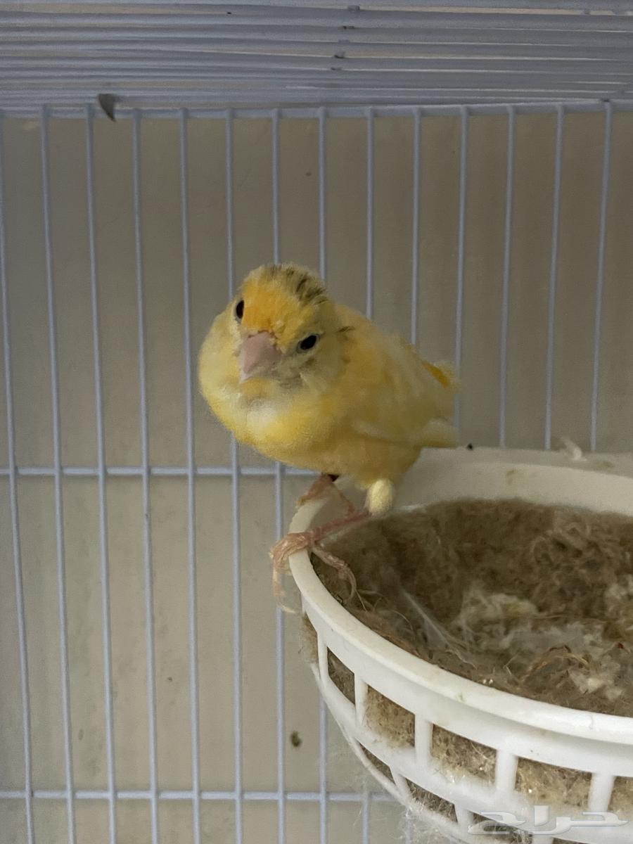 انثى كناري جاهزه64354637034498113