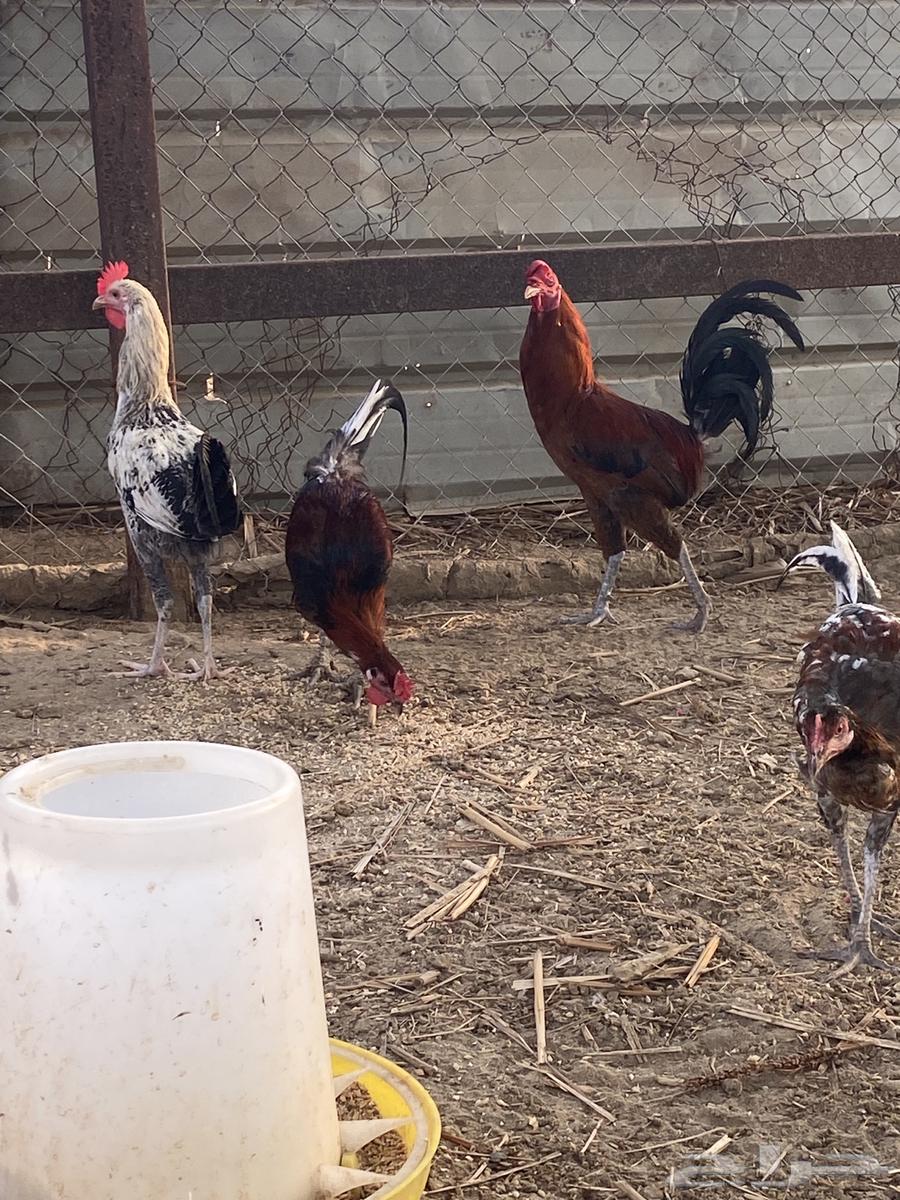 القنفدة القوز64357791722115110