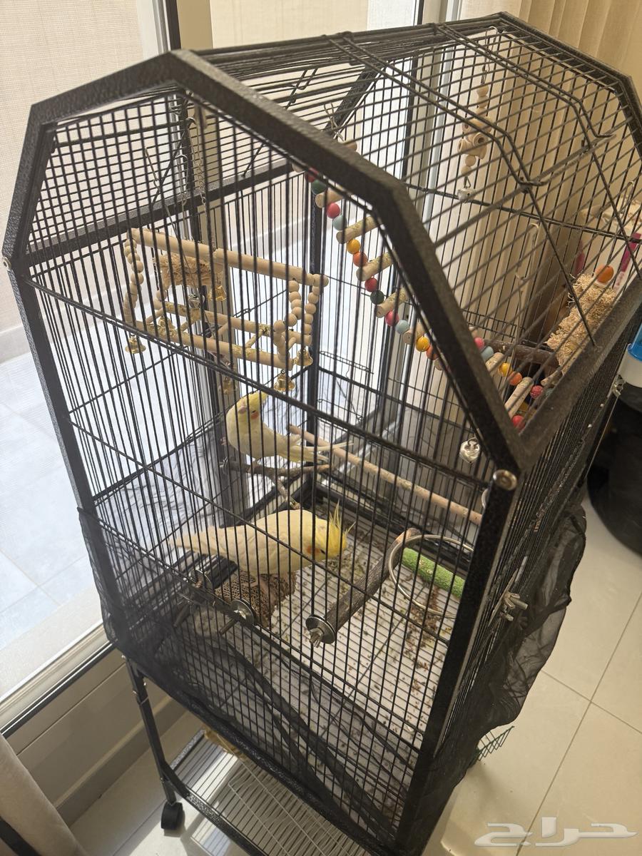 طيور كروان لاتينو64356748054786113