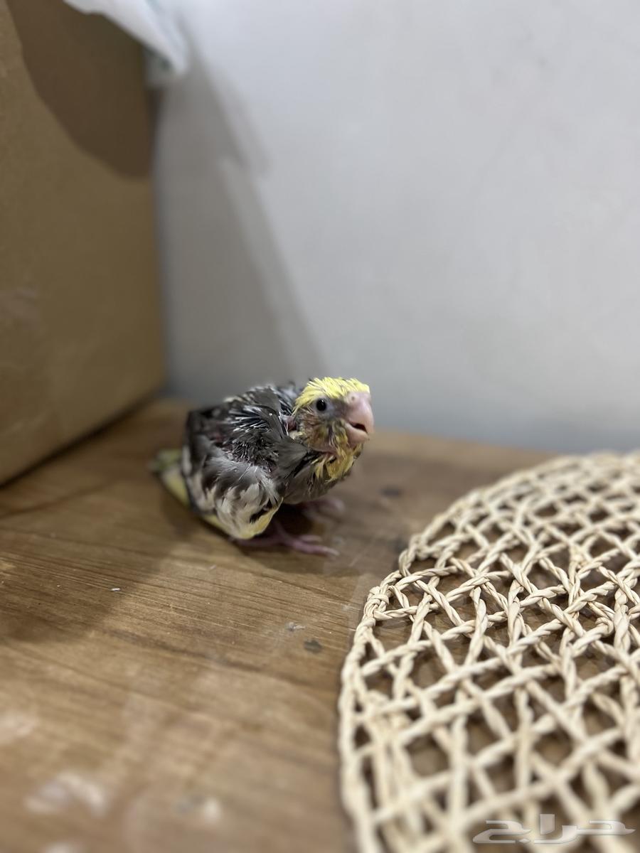 فرخ كروان كوكتيل للبيع64264611666690110