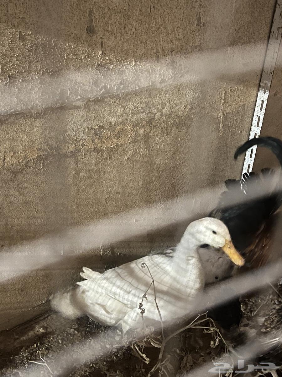 Duck64494222015107111