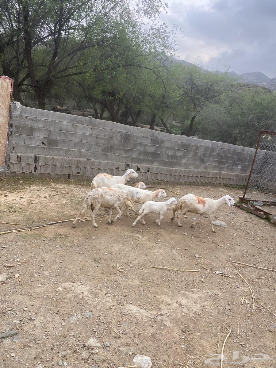 للبيع 3 ضان تحتها 364351457029761111