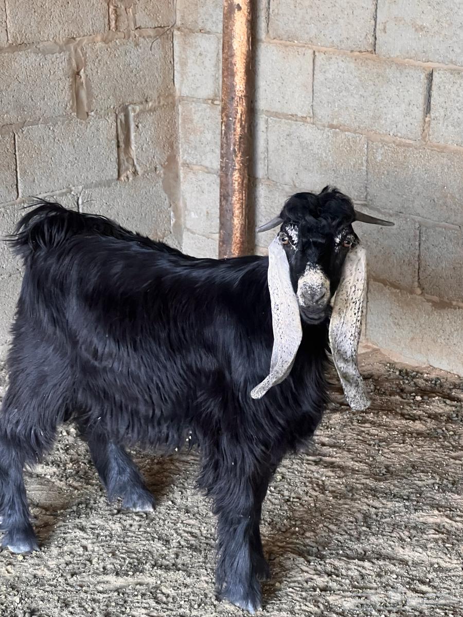 تيوس للبيع64358235969153110