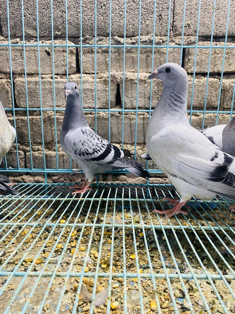 For sale, a set of pigeon squabs64359865022211113