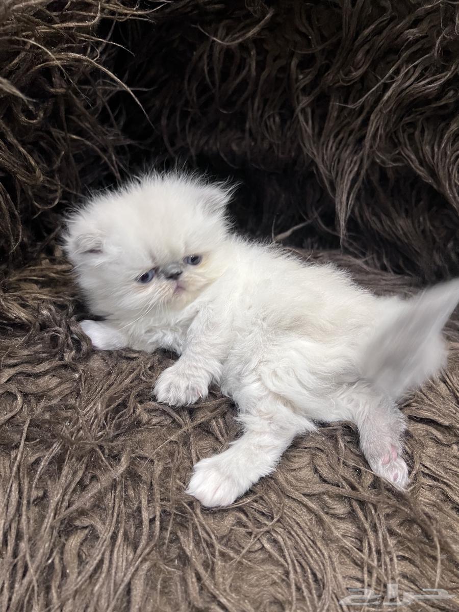 راغدول بيكي فيس بيرشن64354534346882114