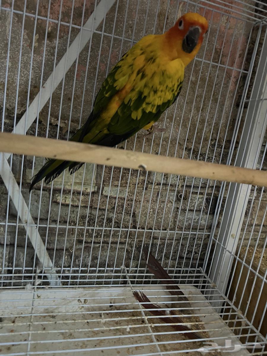 انثى صن كنيور جاهزه64362119982978110