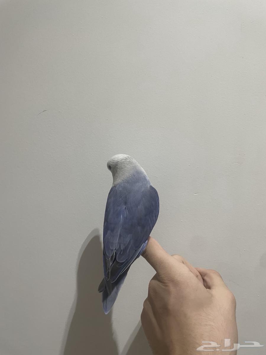 طير روز اليف كثير هدد مزاجي للبيع64349140434691111