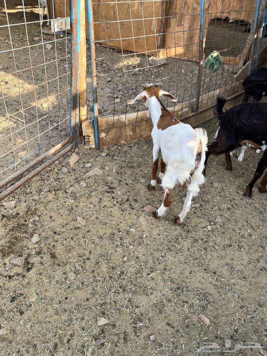 تيس و جفره ذبيحه للبيع بسعر سمح64358957958403114