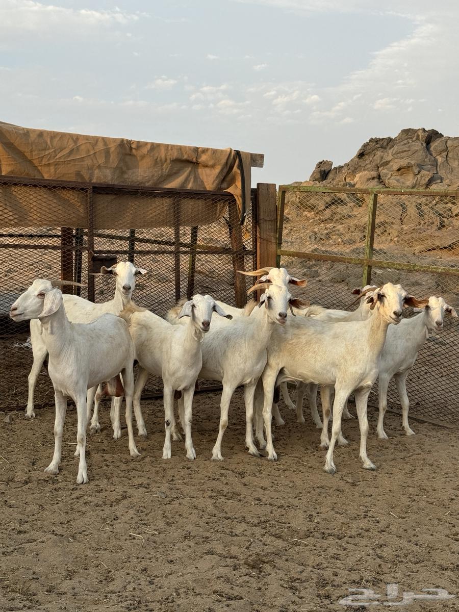 معزا بيشيات برص64351821486082114