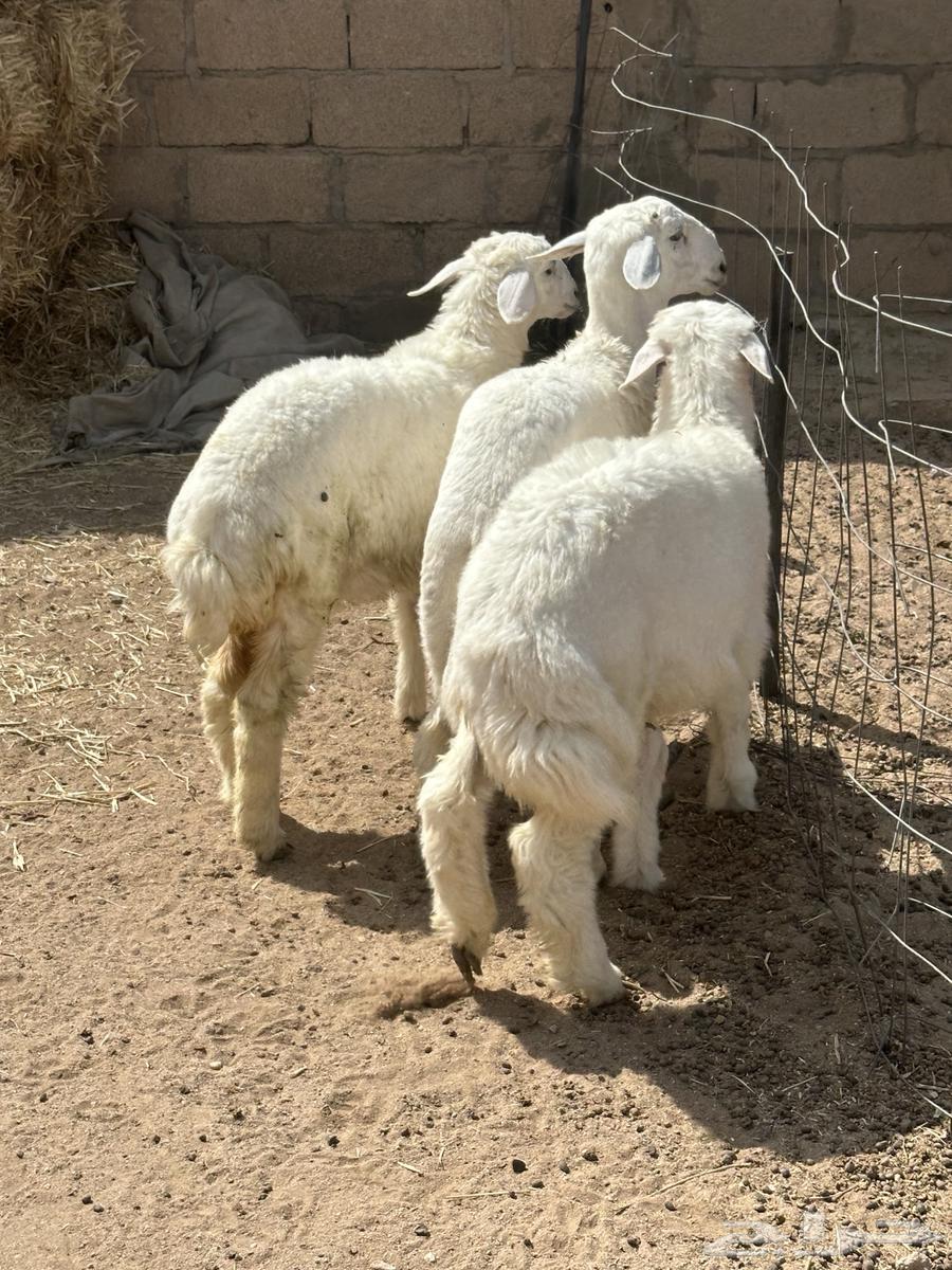 بهم حري64352808534913110