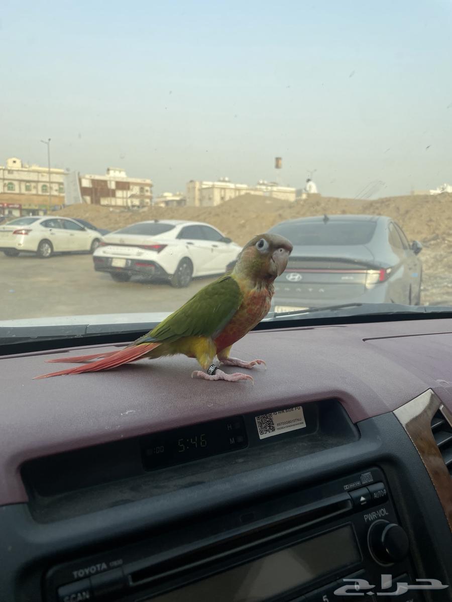 هايلوكس نظيف جدا64493948066307113