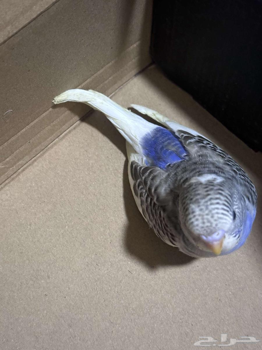 Faroukh Badji64355201445890111